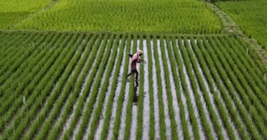 APPEALS, ABU introduce improved rice seeds to farmers in Kano state 5