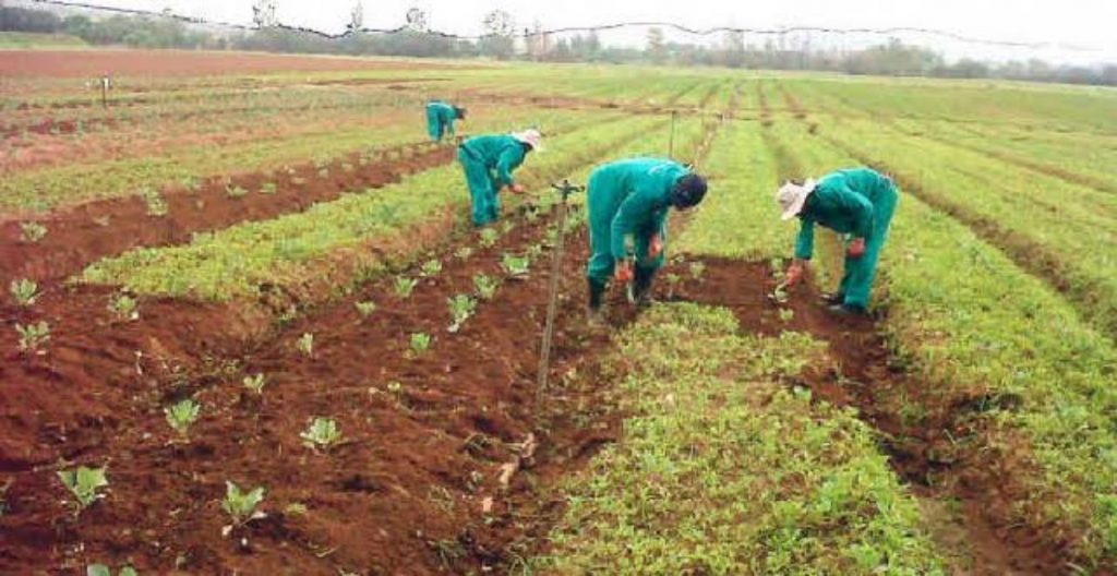 Agric workers on farm