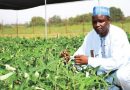 Cowpea developed by IAR-ABU Zaria scientists to be released commercially 7
