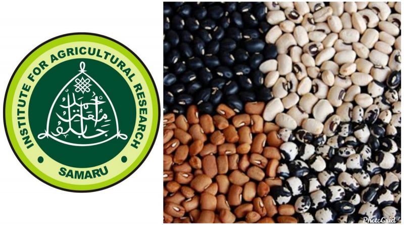IAR/ABU, AATF begin nationwide on-farm demonstrations of PBR cowpea 1 IAR/ABU, AATF begin nationwide on-farm demonstrations of PBR cowpea 1