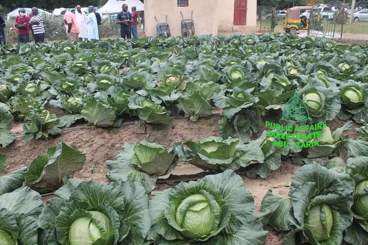 ABU to fully engage in commercial agriculture next farming season
