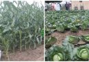 ABU to fully engage in commercial agriculture next farming season - Vice-Chancellor 7