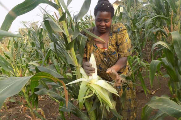 IAR-ABU Produced high-yielding hybrid maize 