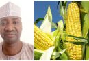 IAR-ABU Produced hybrid maize to be ready in 2yrs – Prof. Adamu