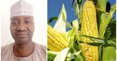 IAR-ABU Produced hybrid maize to be ready in 2yrs - Prof. Adamu 4