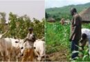 Herdsmen/Farmers: ABU Institute Suggests Best Way To End Crisis