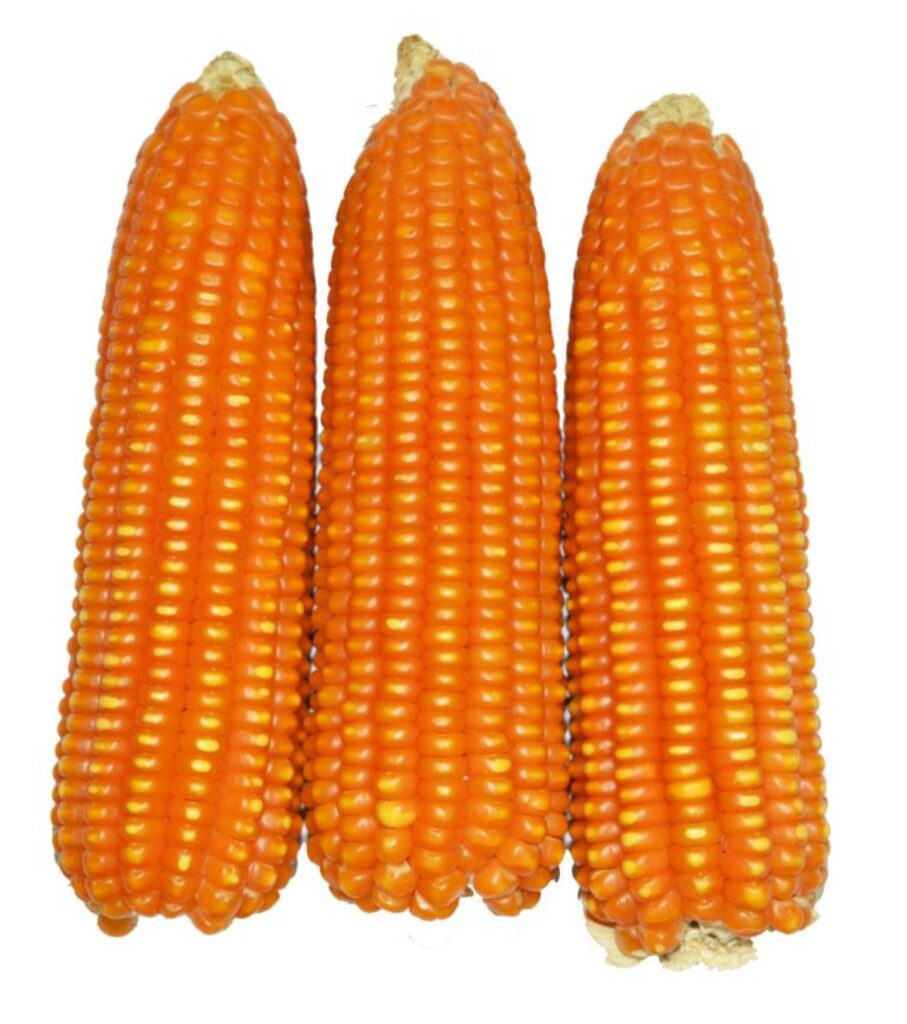 IAR Zaria and IITA Collaborate to Launch SAMMAZ77: A Disease-Resistant Hybrid Maize Boosting Yields by 35% 2 Vitamin A Maize cobs.