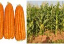 IAR Zaria and IITA Collaborate to Launch SAMMAZ77: A Disease-Resistant Hybrid Maize Boosting Yields by 35% 9 IAR Zaria and IITA Collaborate to Launch SAMMAZ77: A Disease-Resistant Hybrid Maize Boosting Yields by 35% 8