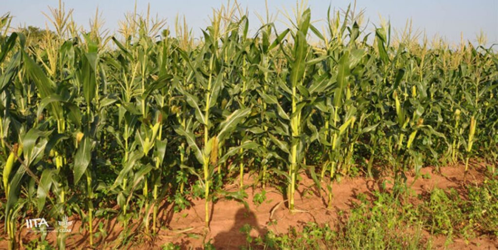 IAR Zaria and IITA Collaborate to Launch SAMMAZ77: A Disease-Resistant Hybrid Maize Boosting Yields by 35% 3 SAMMAZ77: A Disease-Resistant Hybrid Maize