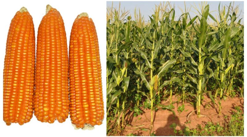 IAR Zaria and IITA Collaborate to Launch SAMMAZ77: A Disease-Resistant Hybrid Maize Boosting Yields by 35% 1 IAR Zaria and IITA Collaborate to Launch SAMMAZ77: A Disease-Resistant Hybrid Maize Boosting Yields by 35% 1